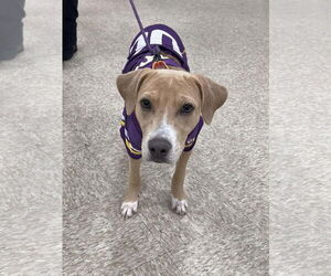 American Pit Bull Terrier-Unknown Mix Dogs for adoption in Minneapolis, MN, USA