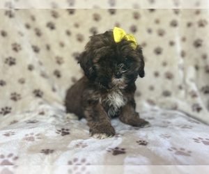 ShihPoo Puppy for sale in LAKELAND, FL, USA