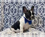 Small Photo #4 French Bulldog Puppy For Sale in LAKELAND, FL, USA