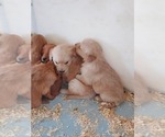 Small Photo #11 Golden Retriever Puppy For Sale in VERMONTVILLE, MI, USA