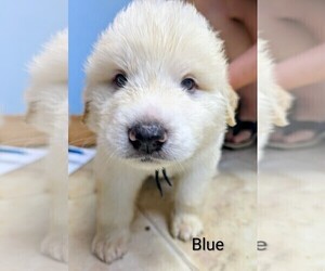 Medium Great Pyrenees
