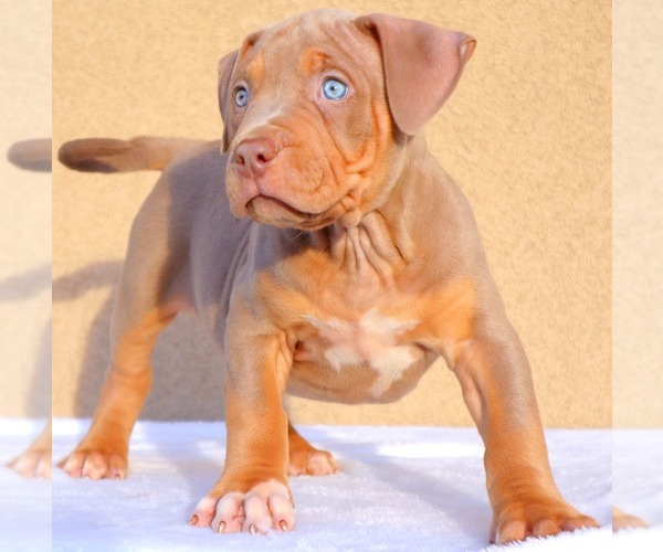 Medium Photo #5 American Bully Puppy For Sale in PALMDALE, CA, USA