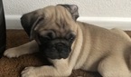 Small Photo #3 Pug Puppy For Sale in MORENO VALLEY, CA, USA