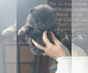 Pomeranian Puppy for sale in MERCED, CA, USA