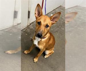 Black Mouth Cur Dogs for adoption in Rosenberg, TX, USA