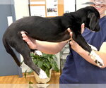 Small #1 Dachshund