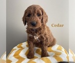 Puppy Cedar Goldendoodle