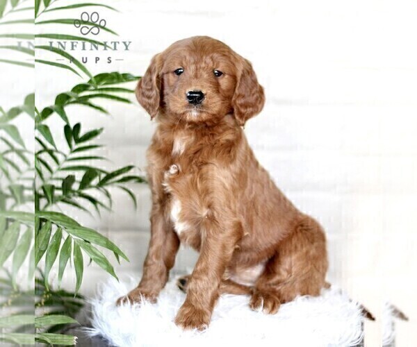 Medium Photo #5 Goldendoodle (Miniature) Puppy For Sale in LITITZ, PA, USA
