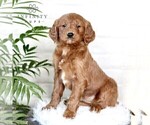 Small Photo #5 Goldendoodle (Miniature) Puppy For Sale in LITITZ, PA, USA