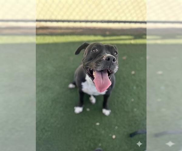 Medium Photo #1 Mutt Puppy For Sale in Chula Vista, CA, USA