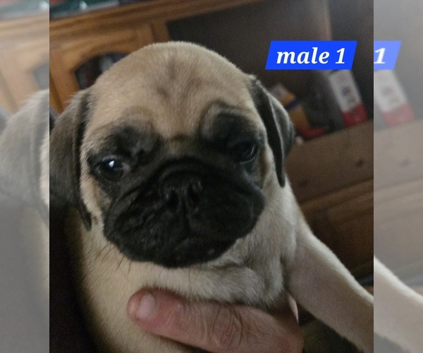 Medium Photo #1 Pug Puppy For Sale in ROSCOMMON, MI, USA