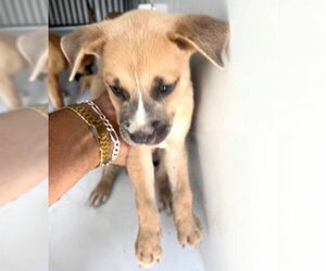 Black Mouth Cur-Unknown Mix Dogs for adoption in Houston, TX, USA