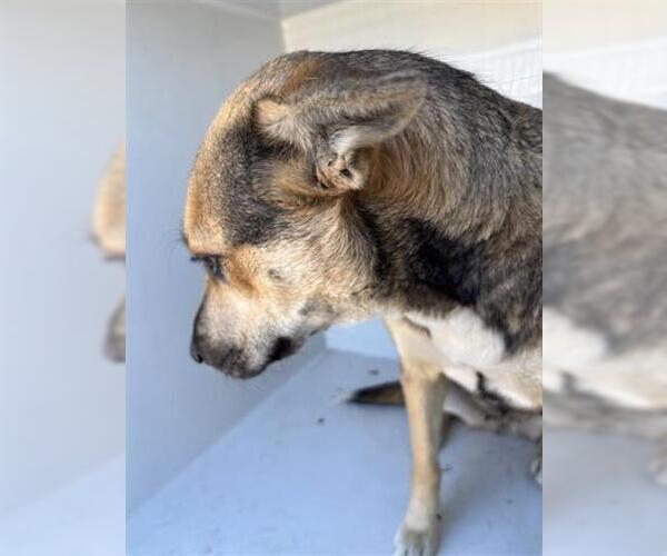 Medium Photo #1 German Shepherd Dog-Unknown Mix Puppy For Sale in Houston, TX, USA