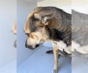 German Shepherd Dog-Unknown Mix Dogs for adoption in Houston, TX, USA