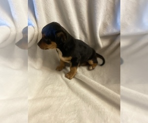 Wapoo Puppy for sale in INMAN, SC, USA