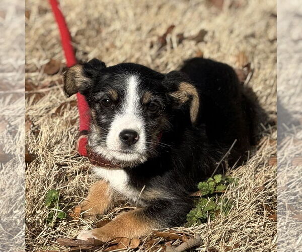 Medium Photo #2 Mutt Puppy For Sale in Yardley, PA, USA