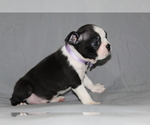 Small #3 Boston Terrier
