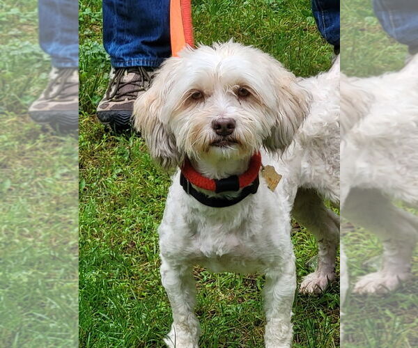 Medium Photo #3 Havanese Puppy For Sale in Ellijay, GA, USA