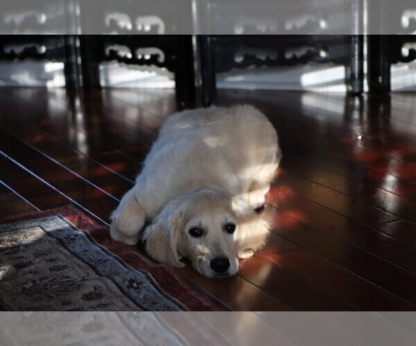 Medium Photo #27 English Cream Golden Retriever Puppy For Sale in ROCKY FACE, GA, USA