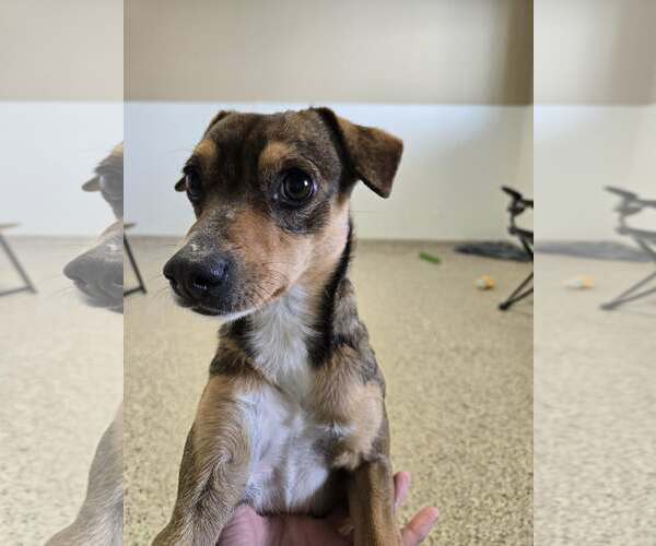 Medium Photo #4 Cheagle Puppy For Sale in Castle Rock, CO, USA