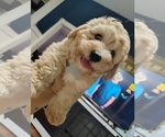 Small Maltipoo (Miniature)