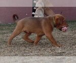 Small Photo #1 American Pit Bull Terrier-Labrador Retriever Mix Puppy For Sale in Cut Bank, MT, USA