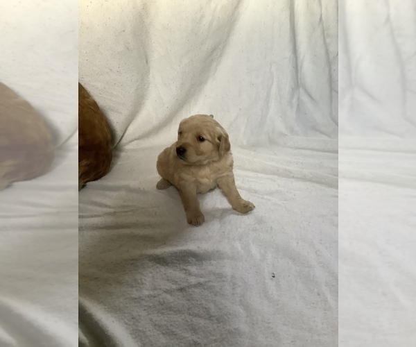 Medium Photo #1 Golden Retriever Puppy For Sale in WESTCLIFFE, CO, USA