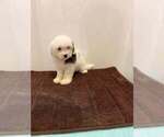 Litter of 5 - Male(s) and Female(s) Shih-PooLitter of Puppies for Sale - Photo #2