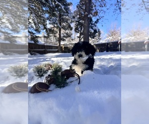 Bernedoodle Puppy for sale in GOLDEN, CO, USA