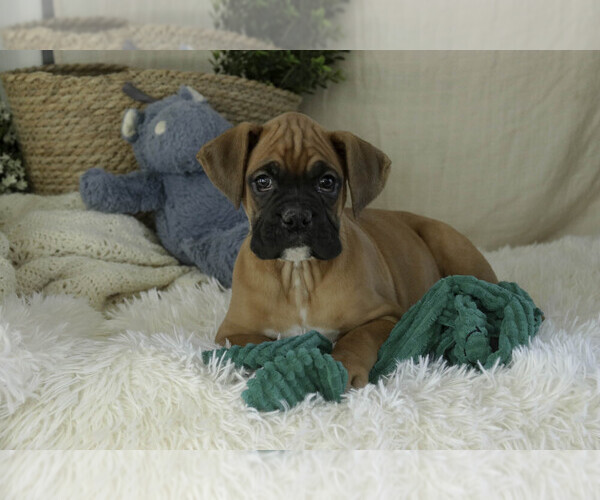 Medium Photo #7 Boxer Puppy For Sale in SHIPSHEWANA, IN, USA