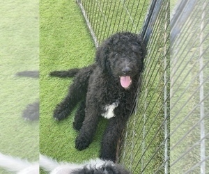 Bernedoodle Puppy for sale in MENIFEE, CA, USA