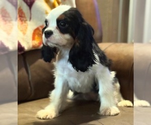 Cavalier King Charles Spaniel Puppy for sale in HUDSON, FL, USA
