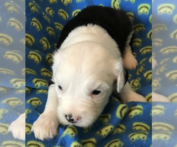 Medium Photo #1 Old English Sheepdog Puppy For Sale in WAKE FOREST, NC, USA