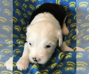 Old English Sheepdog Puppy for sale in WAKE FOREST, NC, USA