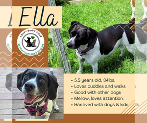 Beagle-Unknown Mix Dogs for adoption in Crystal, MN, USA