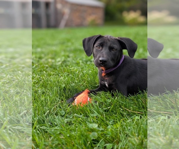 Medium Photo #5 Labrador Retriever-Unknown Mix Puppy For Sale in SHERBURNE, NY, USA