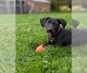 Luna (NY-Danielle) - Female Labrador Retriever-Unknown Mix Dog for Adoption - Photo #5