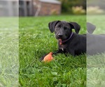 Small Photo #5 Labrador Retriever-Unknown Mix Puppy For Sale in SHERBURNE, NY, USA