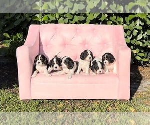 Cavalier King Charles Spaniel Puppy for sale in FORT LAUDERDALE, FL, USA