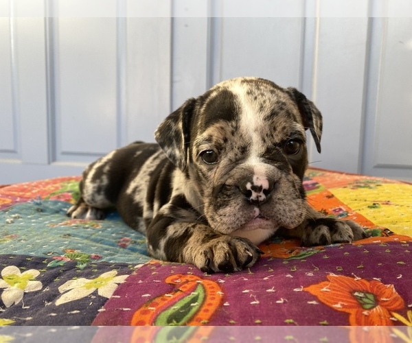 Medium Photo #16 Bulldog Puppy For Sale in EASTVALE, CA, USA