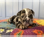 Small Photo #16 Bulldog Puppy For Sale in EASTVALE, CA, USA