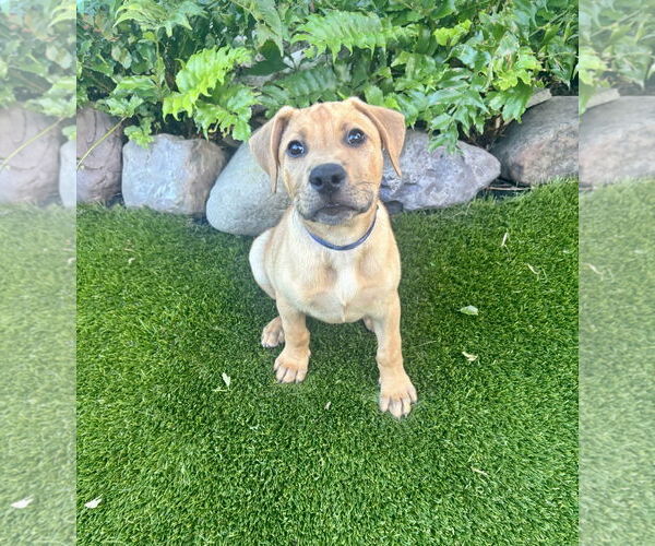 Medium Photo #1 Labrador Retriever-Unknown Mix Puppy For Sale in Houston, TX, USA