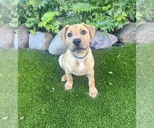 Labrador Retriever-Unknown Mix Dogs for adoption in Houston, TX, USA