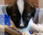Small Mutt