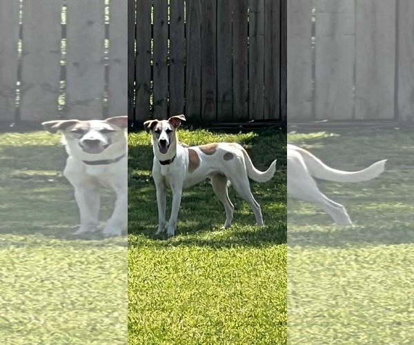 Medium Photo #1 Greyhound-Unknown Mix Puppy For Sale in Dallas, TX, USA