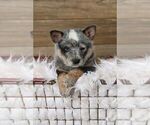 Small #1 Australian Cattle Dog