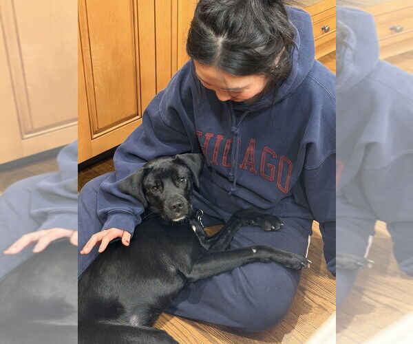 Medium Photo #4 Mutt Puppy For Sale in Mundelein, IL, USA