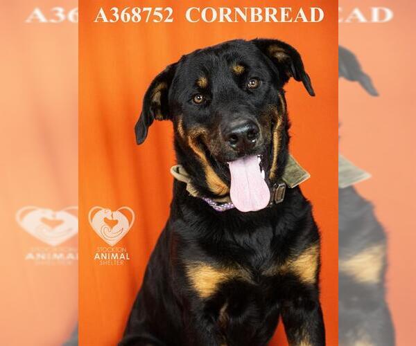 Medium Photo #1 Rottweiler Puppy For Sale in Stockton, CA, USA