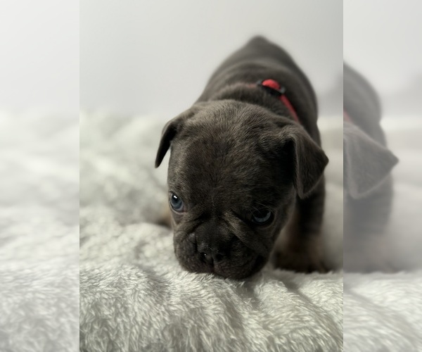 Medium Photo #5 French Bulldog Puppy For Sale in OLYMPIA, WA, USA