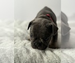 Small #4 French Bulldog